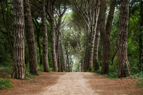Path in forest. Somewhere in Croatia — Stock Photo, Image