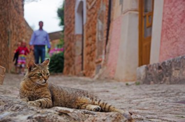 Mallorca, Balear Adaları, İspanya: eski köy Fornalutx sokakta yatan bir kedi