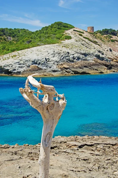 Mallorca, Islas Baleares, España: una rama muerta y vista de los maquis mediterráneos y el mar Mediterráneo en Cala Matzoc, una pequeña y poco concurrida playa en el noreste de la isla —  Fotos de Stock