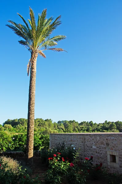 Mallorca, Baleárské ostrovy, Španělsko: palmu a kamenný dům s výhledem na Mallorskou krajinu — Stock fotografie