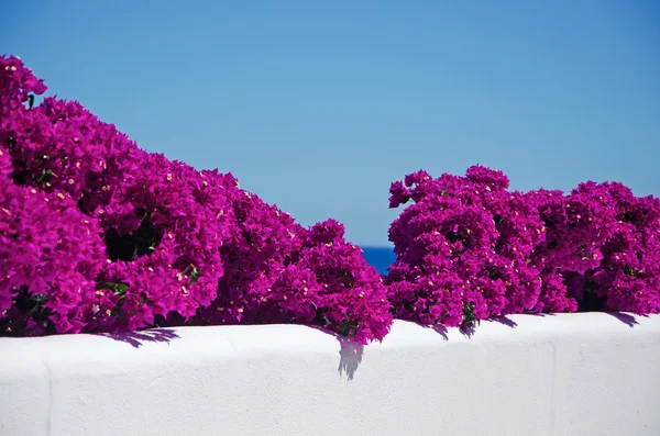 마요르카, 발레아레스 섬, 스페인: 부겐빌레아 섬의 작은 마을 중에서 흰 벽에 — 스톡 사진