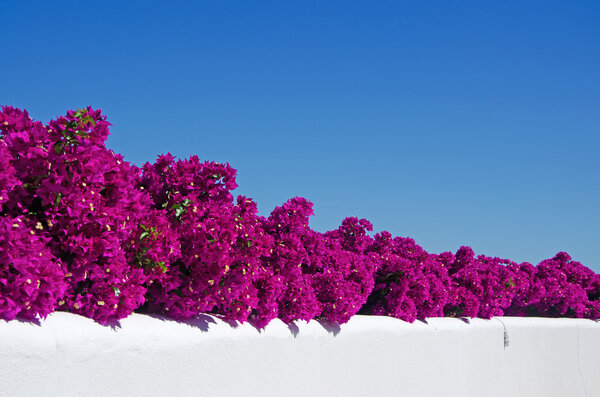 Mallorca, Balearic Islands, Spain: Bougainvillea on a white wall in one of the little towns of the island