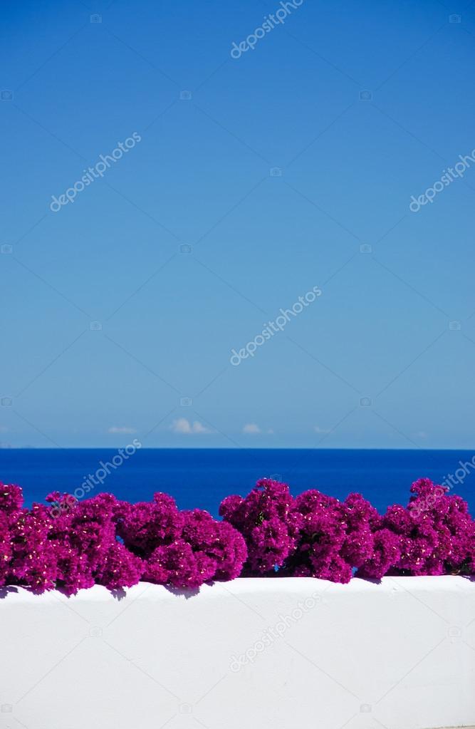 Mallorca, Balearic Islands, Spain: Bougainvillea on a white wall in one of the little towns of the island