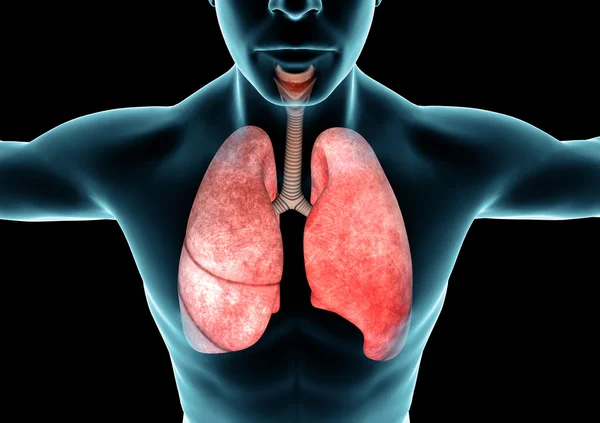 Respiratory system, lungs — 图库照片