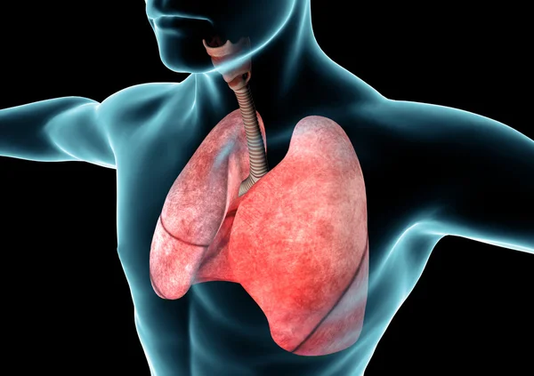 Respiratory system, lungs — Stock Photo, Image