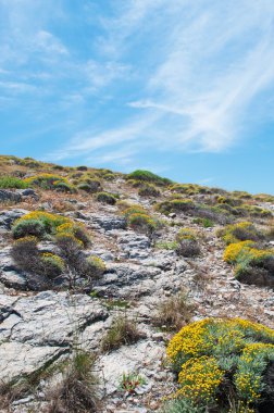 Mallorca, Balear Adaları, İspanya: Akdeniz maki Cala Torta beach yakınındaki.