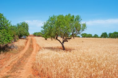 Mallorca, Balear Adaları, İspanya: panoramik Mallorca kırsal alanlarının Mallorca, ağaçlar ve buğday