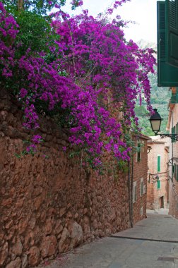Mallorca, Balearic islands, Spain: bougainvillea on a wall in the alleys of the old village of Fornalutx clipart