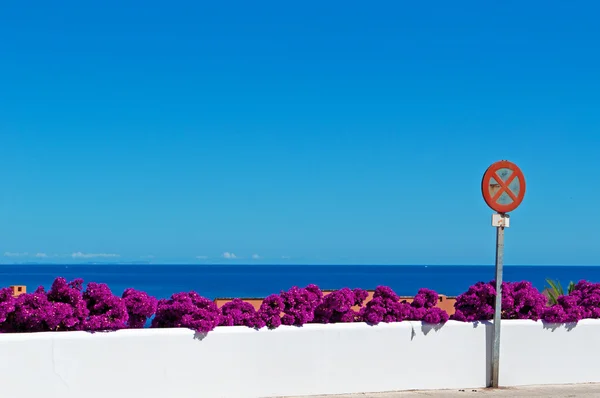Majorque, Îles Baléares, Espagne : Bougainvilliers sur un mur blanc dans l'une des petites villes de l'île — Photo