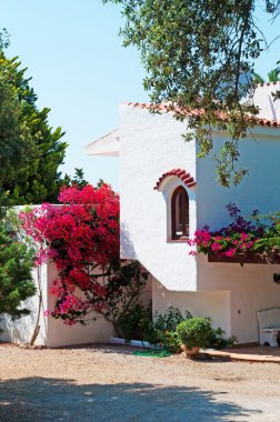 Menorca, Balear Adaları: Beyaz Saray, Ciutadella sokaklarında Begonvil çiçekli 