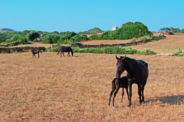 Menorca, Balear Adaları: atlar minorcan kırsal