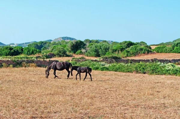 Menorca, Balearerna: hästar på Menorcas landsbygd — Stockfoto