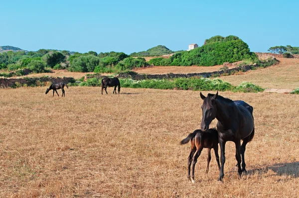 Menorca, Balearerna: hästar på Menorcas landsbygd — Stockfoto