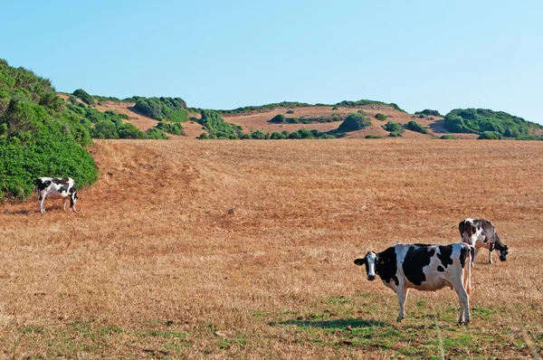 Menorca, Balearen, Spanje: koeien op het platteland van Hypnomys — Stockfoto