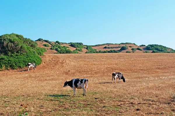 Menorca, Ilhas Baleares, Espanha: vacas na zona rural minorca — Fotografia de Stock