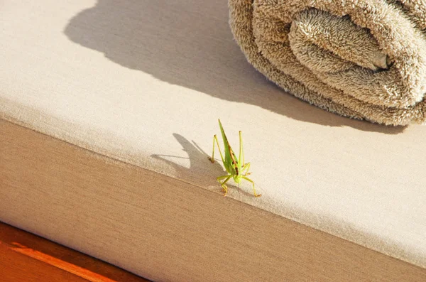 Menorca, Balearic Islands: a cricket on a deckchair in the minorcan countryside — Stock Photo, Image