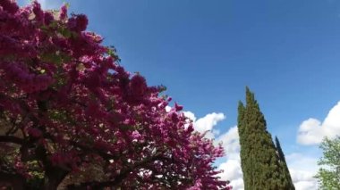 Granada, Endülüs, İspanya - 17 Nisan 2016: Alhambra kale duvarları ve şeftali çiçekleri ile ağaç 