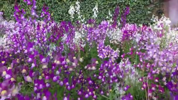 Granada, Andaluzia, Espanha - 17 de abril de 2016: Flores e árvores do jardim, Alhambra — Vídeo de Stock