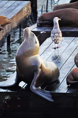 San Francisco, California, ABD: ünlü Pier 39 Fisherman's Wharf gün batımında, deniz aslanları