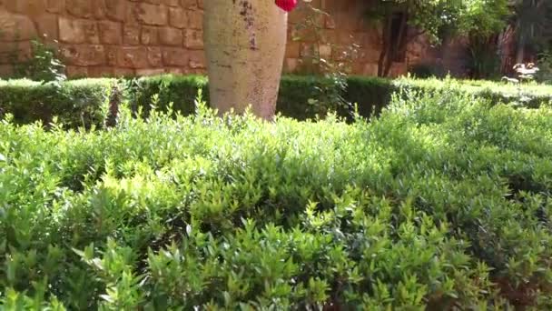 Sevilla, Andalusie, Španělsko - 18 dubna 2016: Alcazar, zimní zahrady, nádvoří a pokoje — Stock video
