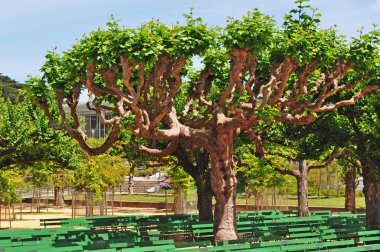 San Francisco: ağaçlar ve müzik kalabalık, bir açık hava plaza Golden Gate Park içinde banklar,