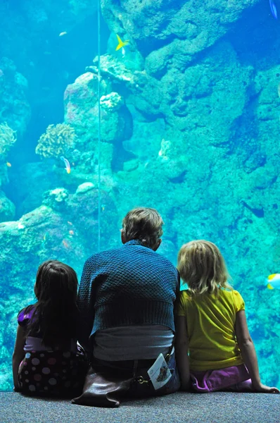 San Francisco: a family visiting the Steinhart Aquarium in the California Academy of Sciences, the natural history museum of San Francisco