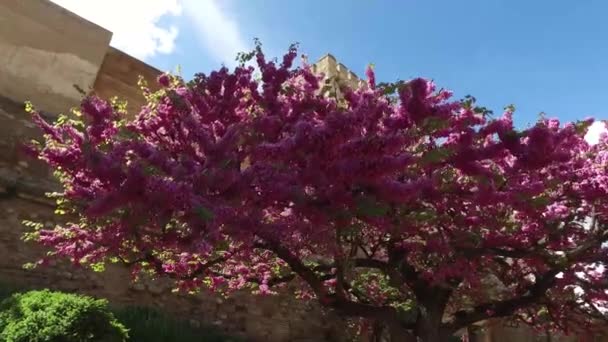 Granada, Andalusien, Spanien-17 april 2016: Alhambra fästning väggar och träd med persika blommar — Stockvideo