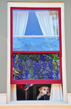 San Francisco: a dog at the window in a Victorian house in Castro, one of the first gay neighborhoods in Usa  clipart