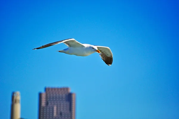 San Francisco, California, Usa: a seagull flying in the San Francisco Bay with the Coit Tower on the background, the art deco tower built of unpainted reinforced concrete in 1933 thanks to the benefactress Lillie Hitchcock Coit — Stock Photo, Image