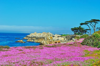 California, ABD: havadan görünümü üzerinde Pacific Grove beach çiçeklenme nefes kesen buz bitkilerin bir kıyı kenti Monterey County ünlü için onun Victoria evleri ve için pembe çiçek çiçekler