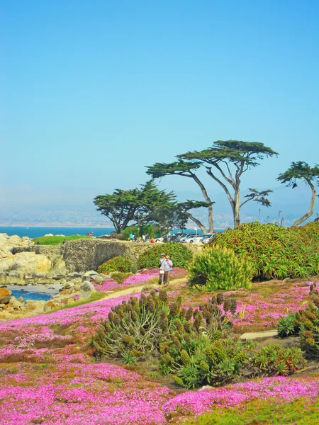 California, Verenigde Staten van Amerika, VS: luchtfoto van de adembenemende ijs planten bloeien op het strand van Pacific Grove, een kuststad in Monterey County beroemd om zijn Victoriaanse huizen en voor de roze bloemen Blooming — Stockfoto