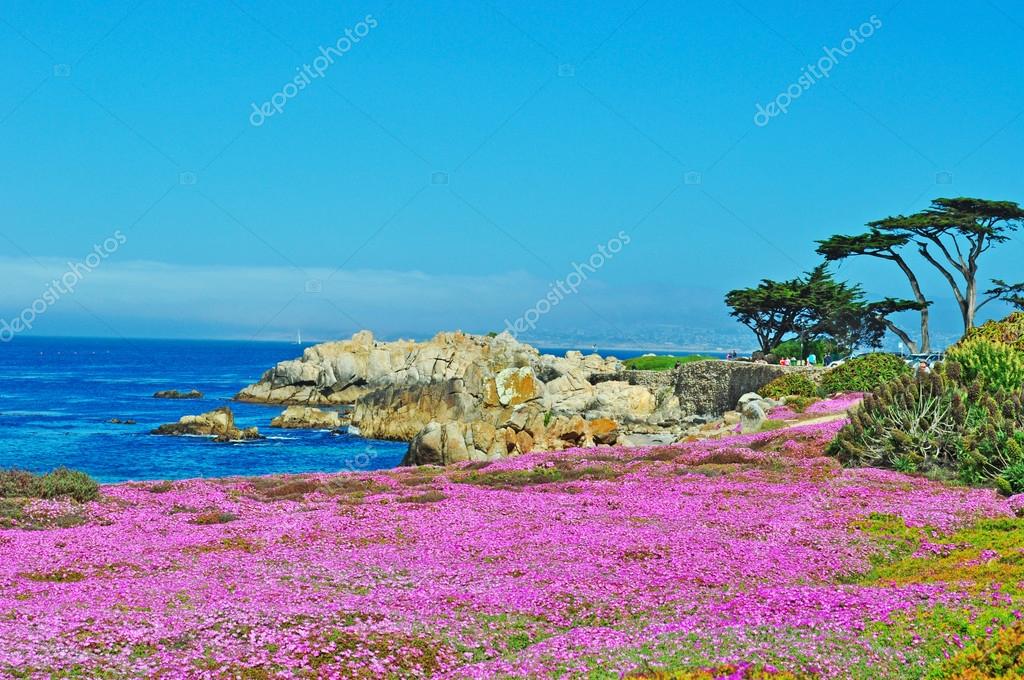 California Usa Aerial View Of The Breathtaking Ice Plants Blooming On The Beach Of Pacific Grove A Coastal City In Monterey County Famous For Its Victorian Homes And For The Pink Flowers California Usa Aerial View Of The Breathtaking Ice Plants Blooming On The Beach Of Pacific Grove A Coastal City In Monterey County Famous For Its Victorian Homes And For The Pink Flowers