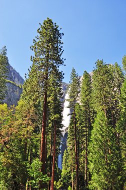 California, ABD: dev SEQUOIAS ve Yosemite Falls, en yüksek Şelalesi Yosemite Milli Parkı'nda, Amerikan Milli Parkı, granit Kayalıklar, şelaleler ve biyolojik çeşitlilik için ünlü havadan görünümü