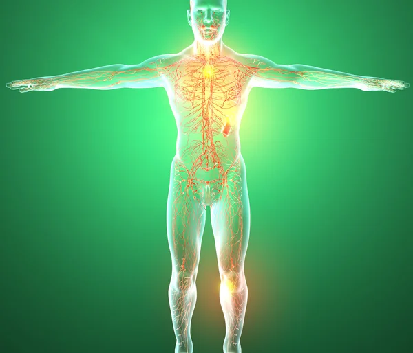 Menschliches Lymphsystem — Stockfoto