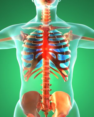 Sindirim sistemi, akciğer