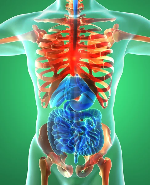 Sindirim sistemi, akciğer — Stok fotoğraf