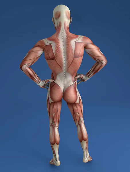 Human body, muscular system — Stock Photo, Image