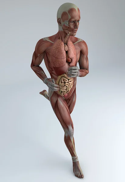 Hombre corriendo, sistema muscular — Foto de Stock