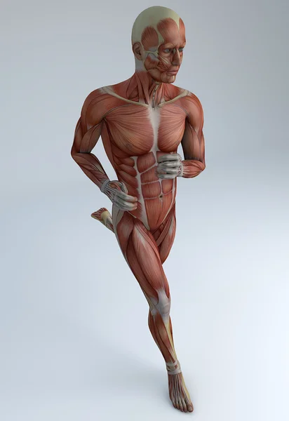 Running man, muscular system — Stock Photo, Image