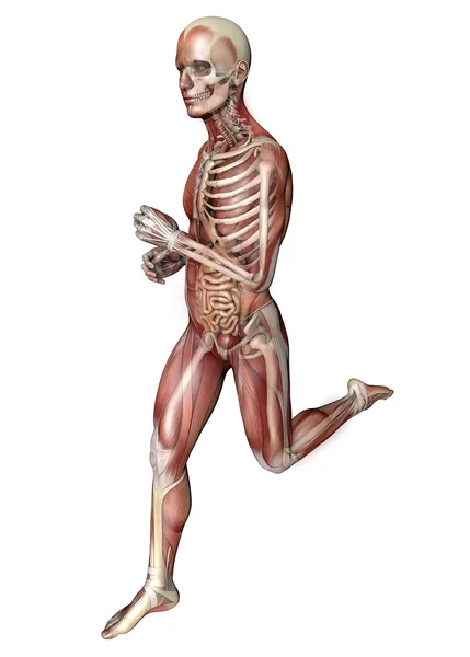 Бегущий мужчина, анатомия тела — стоковое фото