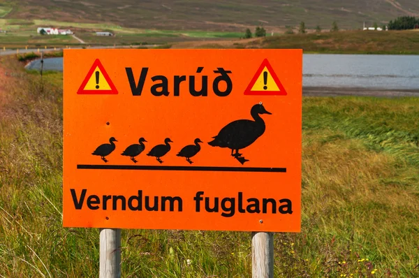 アイスランド:アクレイリのフィヨルドでアヒルの通過のための警告サイン — ストック写真