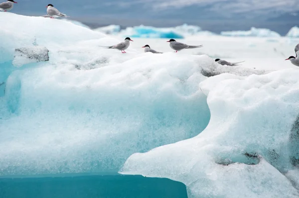 Islândia, Europa: pássaros em um iceberg na lagoa da geleira Jokulsarlon, um grande lago glacial no sudeste da Islândia, na borda do Parque Nacional Vatnajokull desenvolvido após o glaciar recuar da borda do Oceano Atlântico — Fotografia de Stock