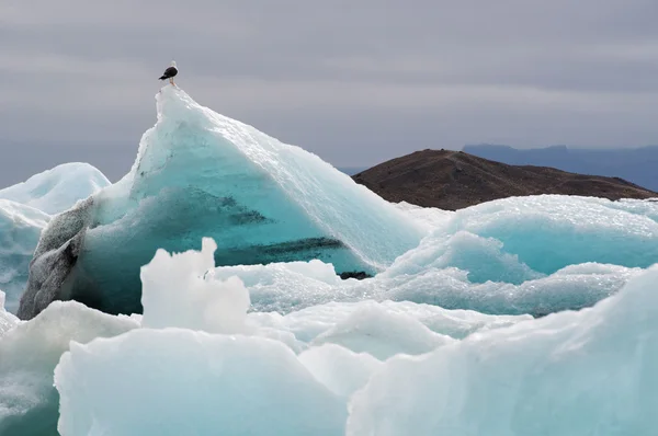 Iceland, Europe: bird on a iceberg in the Jokulsarlon glacier lagoon, a large glacial lake in southeast Iceland, on the edge of the Vatnajokull National Park developed after the glacier receded from the edge of the Atlantic Ocean