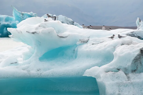 Izland, Európa: madarak a jéghegyek a Jokulsarlon gleccser lagúna, egy nagy jeges tó délkeleti Izland, szélén a Vatnajokull Nemzeti Park alakult, miután a gleccser visszahúzódott az Atlanti-óceán szélén — Stock Fotó