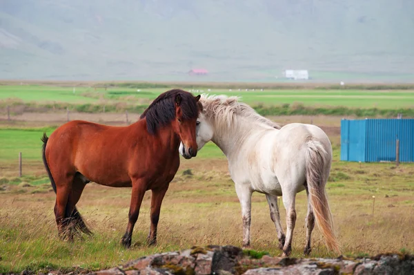 Islândia, Europa: close-up de cavalos islandeses, uma raça nativa caracterizada por pequenos espécimes, às vezes de tamanho pônei, de longa duração e resistente, pastando livre no campo — Fotografia de Stock