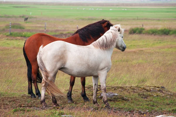 Islândia, Europa: close-up de cavalos islandeses, uma raça nativa caracterizada por pequenos espécimes, às vezes de tamanho pônei, de longa duração e resistente, pastando livre no campo — Fotografia de Stock