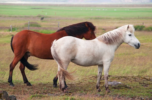 IJsland, Europa: Close-up van IJslandse paarden, een inheems RAS gekenmerkt door kleine specimens, soms pony-sized, van lange duur en winterhard, grazen vrij op het platteland — Stockfoto