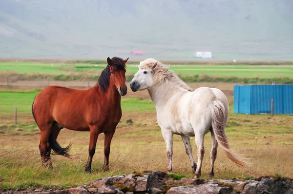 IJsland, Europa: Close-up van IJslandse paarden, een inheems RAS gekenmerkt door kleine specimens, soms pony-sized, van lange duur en winterhard, grazen vrij op het platteland — Stockfoto