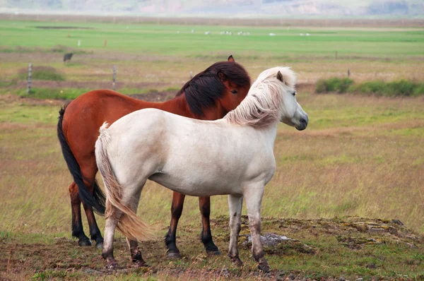 Islândia, Europa: close-up de cavalos islandeses, uma raça nativa caracterizada por pequenos espécimes, às vezes de tamanho pônei, de longa duração e resistente, pastando livre no campo — Fotografia de Stock