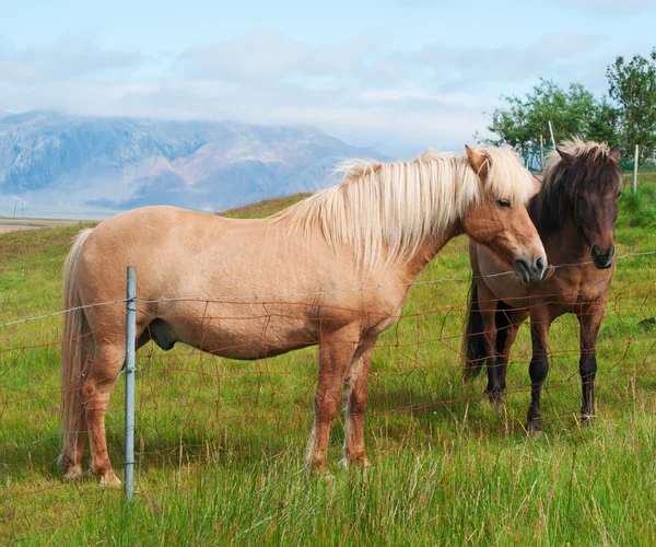 İzlanda, Avrupa: İzlanda atları yakın, küçük örnekler ile karakterize bir yerli cins, zamanlarda midilli büyüklüğünde, uzun ömürlü ve Hardy, kırsal ücretsiz otlatma — Stok fotoğraf